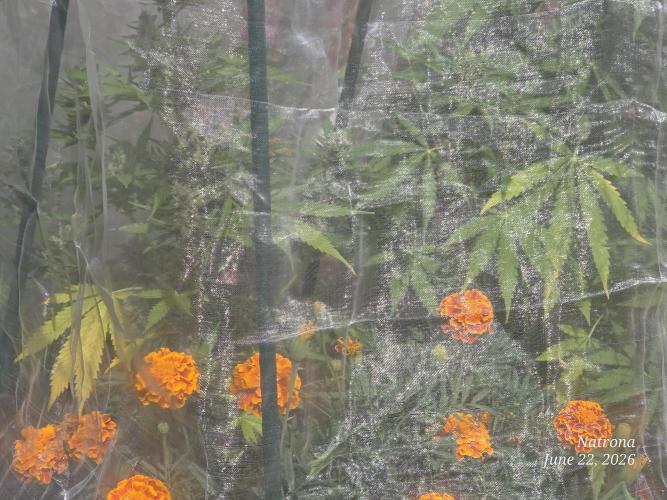 Wedding Cake auto  2026 Outside Grow. Week 5 - Yellow leaves 