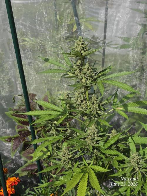 Wedding Cake auto  2026 Outside Grow. Week 5