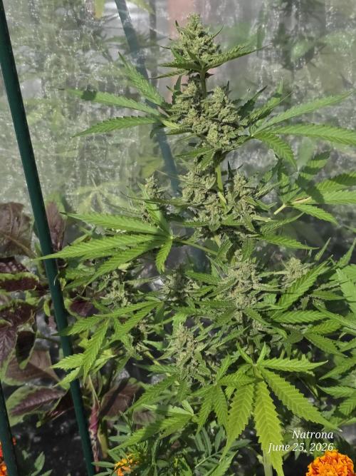Wedding Cake auto  2026 Outside Grow. Week 5