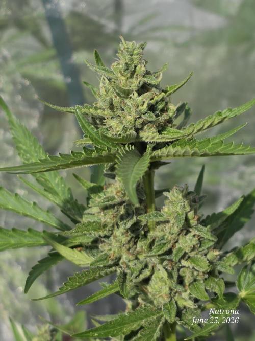 Wedding Cake auto  2026 Outside Grow. Week 5