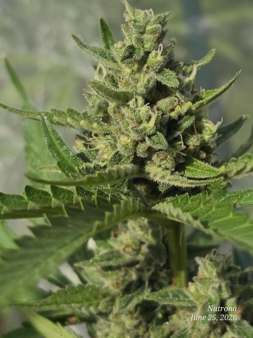 Wedding Cake auto  2026 Outside Grow. Week 5