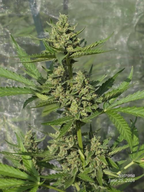 Wedding Cake auto  2026 Outside Grow. Week 5