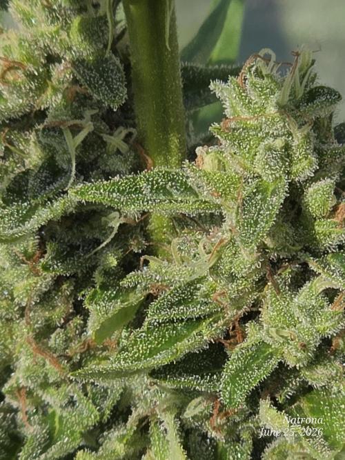 Wedding Cake auto  2026 Outside Grow. Week 5