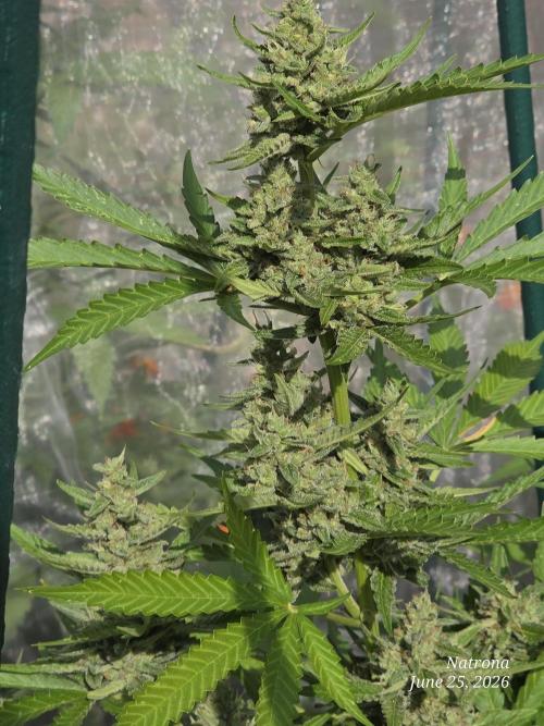 Wedding Cake auto  2026 Outside Grow. Week 5
