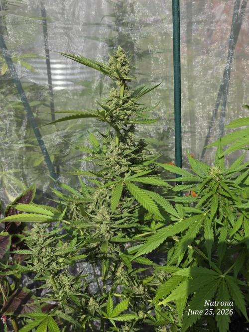Wedding Cake auto  2026 Outside Grow. Week 5