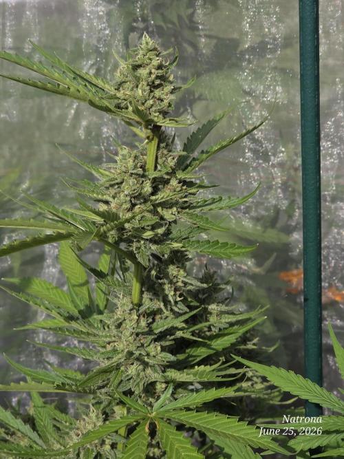 Wedding Cake auto  2026 Outside Grow. Week 5