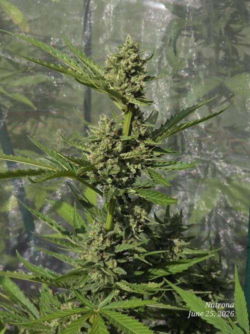 Wedding Cake auto  2026 Outside Grow. Week 5