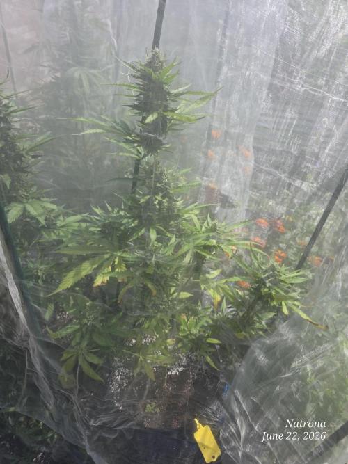 Amnesia auto Outside 2026 SeedSupreme. Week 8