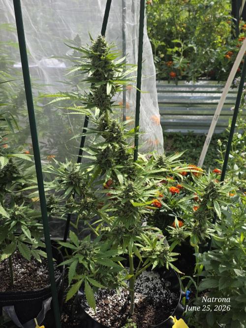 Amnesia auto Outside 2026 SeedSupreme. Week 8