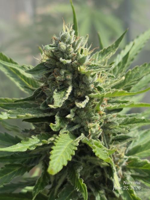 Amnesia auto Outside 2026 SeedSupreme. Week 8