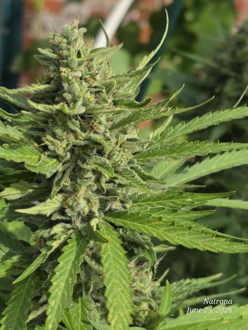 Amnesia auto Outside 2026 SeedSupreme. Week 8