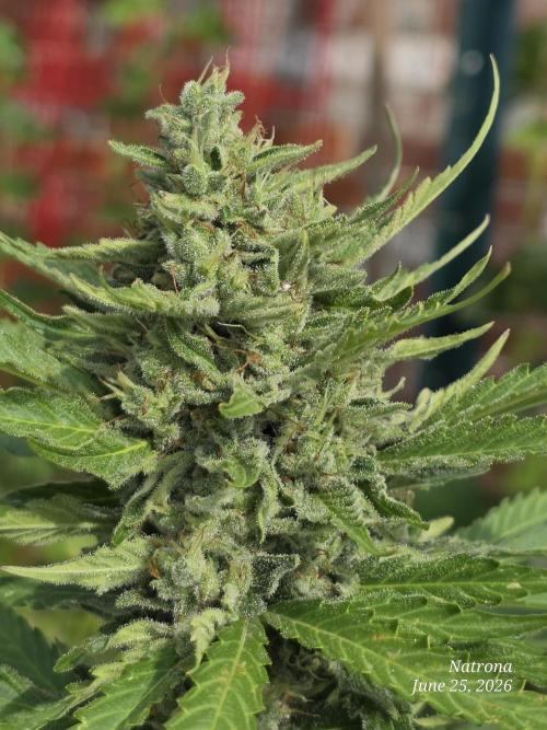 Amnesia auto Outside 2026 SeedSupreme. Week 8