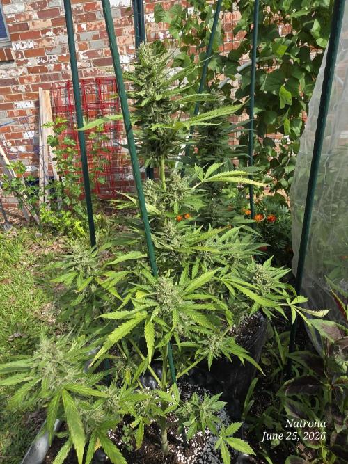Amnesia auto Outside 2026 SeedSupreme. Week 8
