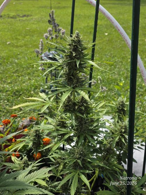 Amnesia auto Outside 2026 SeedSupreme. Week 8