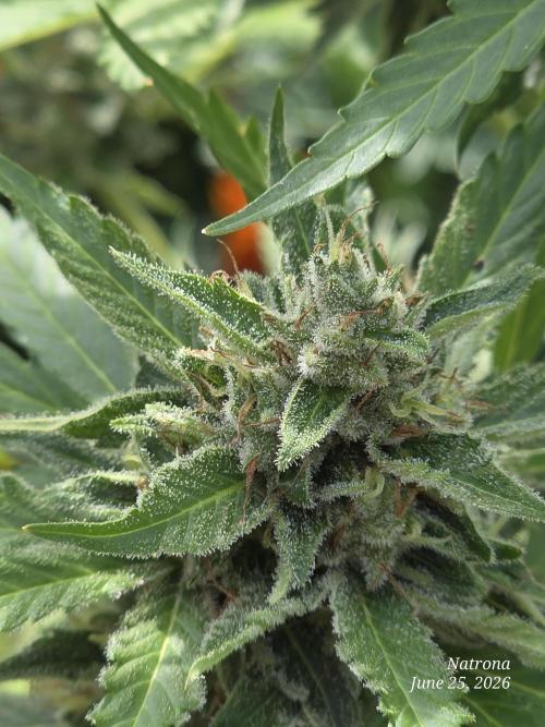 Amnesia auto Outside 2026 SeedSupreme. Week 8