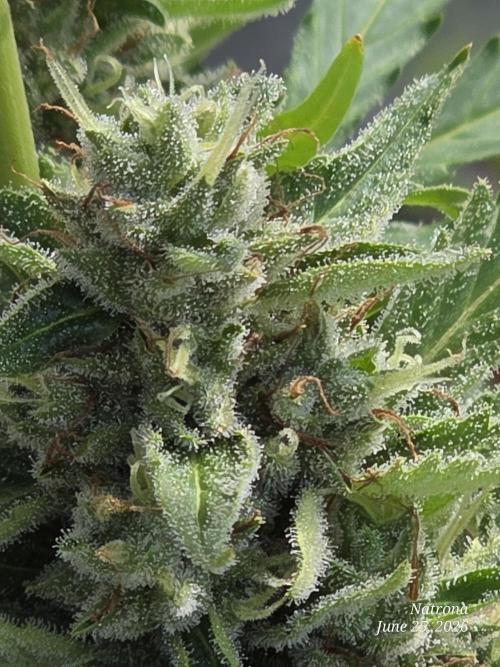 Amnesia auto Outside 2026 SeedSupreme. Week 8