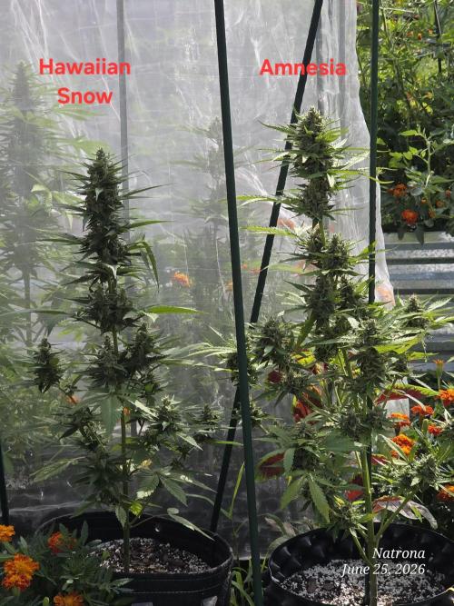 Whorled Phyllotaxy-Hawaiian Snow auto. Week 7