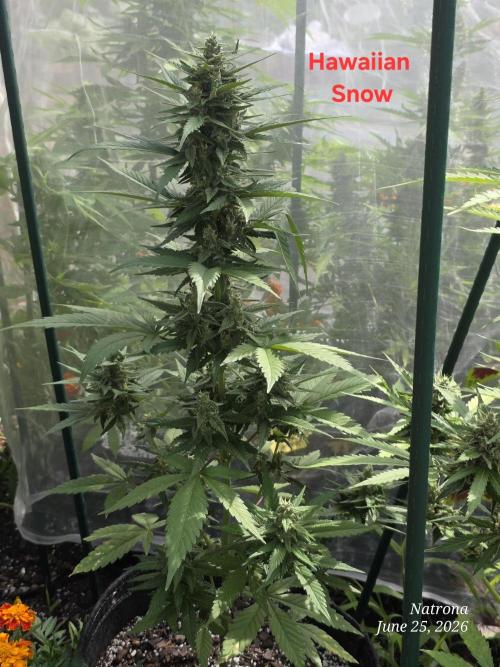 Whorled Phyllotaxy-Hawaiian Snow auto. Week 7