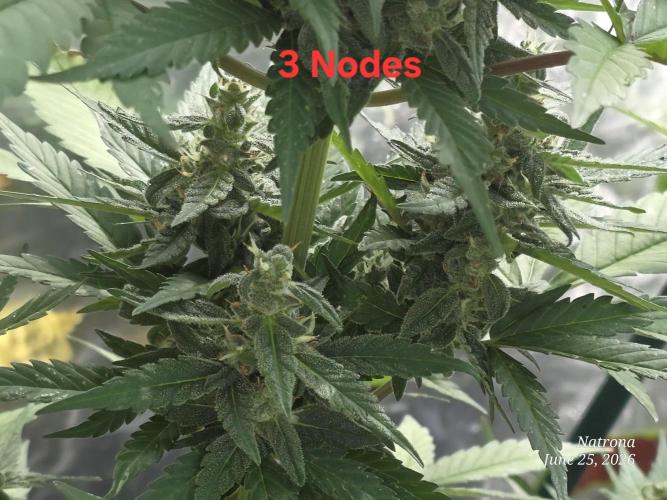Whorled Phyllotaxy-Hawaiian Snow auto. Week 7