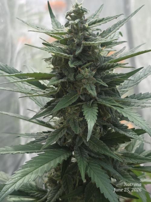 Whorled Phyllotaxy-Hawaiian Snow auto. Week 7 - Tightly stacked top
