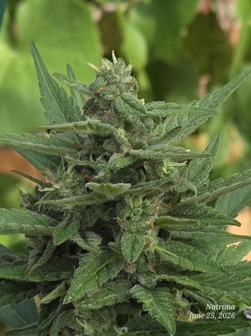 Whorled Phyllotaxy-Hawaiian Snow auto. Week 7