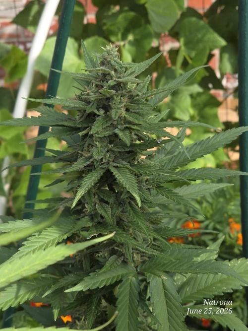 Whorled Phyllotaxy-Hawaiian Snow auto. Week 7