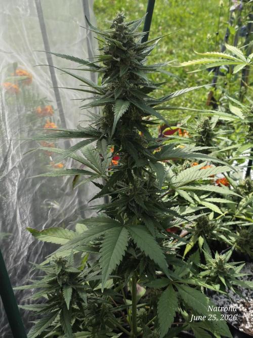 Whorled Phyllotaxy-Hawaiian Snow auto. Week 7