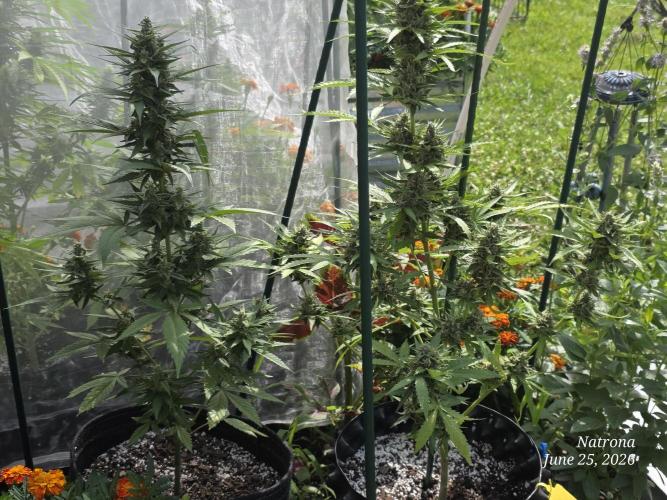 Whorled Phyllotaxy-Hawaiian Snow auto. Week 7