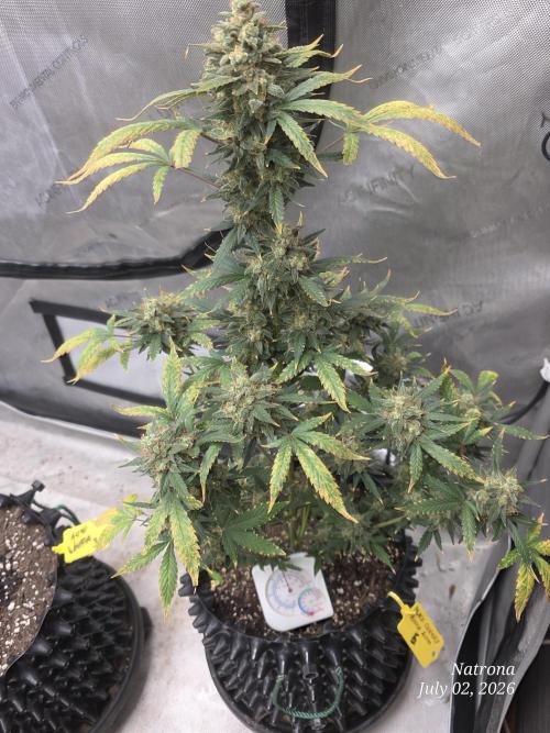 Black Cherry Punch auto -Pyramid Seeds. Week 12