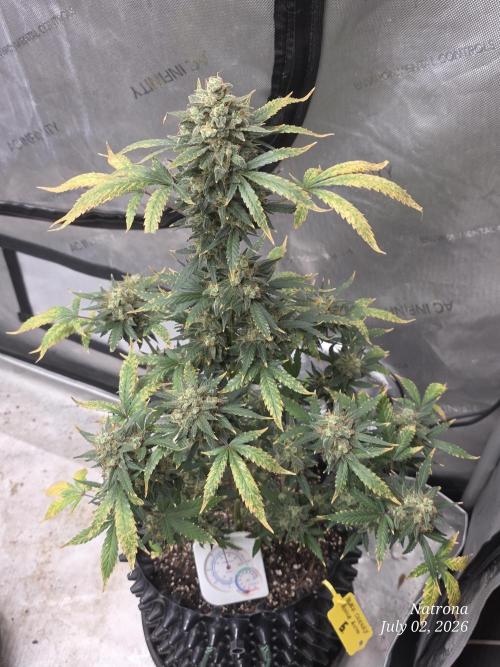 Black Cherry Punch auto -Pyramid Seeds. Week 12