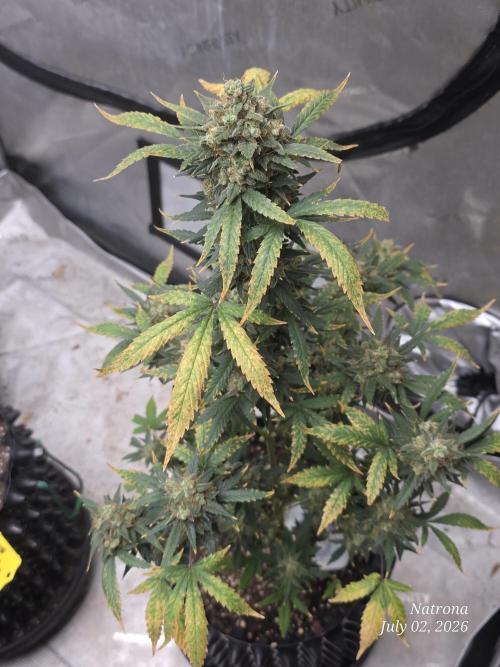 Black Cherry Punch auto -Pyramid Seeds. Week 12