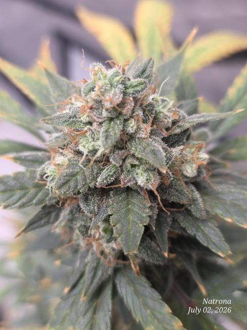 Black Cherry Punch auto -Pyramid Seeds. Week 12