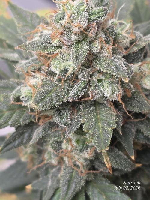 Black Cherry Punch auto -Pyramid Seeds. Week 12