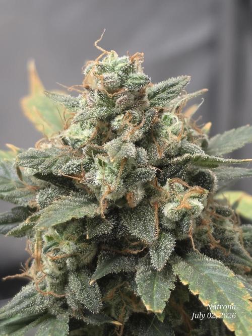 Black Cherry Punch auto -Pyramid Seeds. Week 12