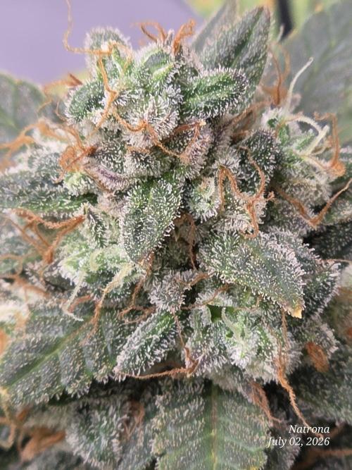 Black Cherry Punch auto -Pyramid Seeds. Week 12