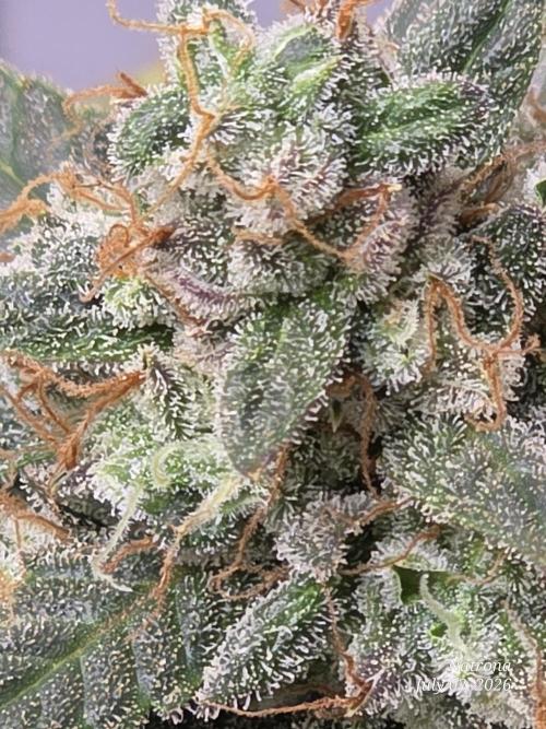 Black Cherry Punch auto -Pyramid Seeds. Week 12