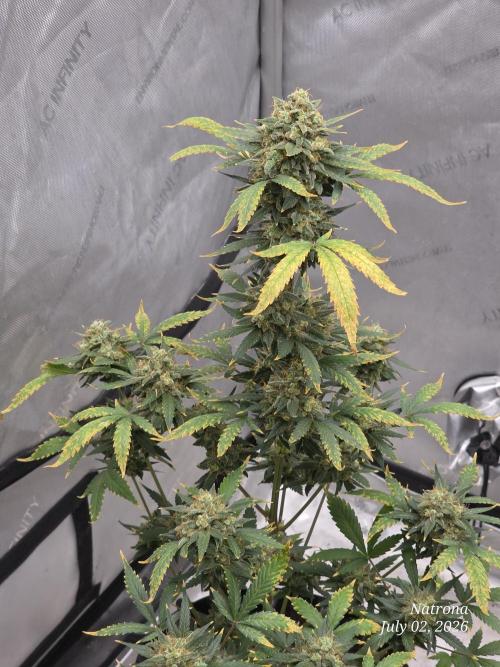 Black Cherry Punch auto -Pyramid Seeds. Week 12