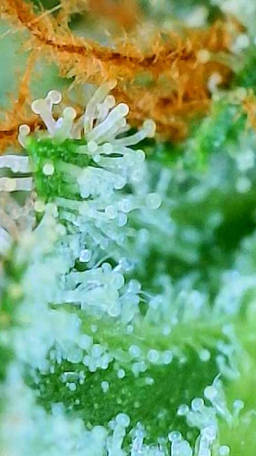 Black Cherry Punch auto -Pyramid Seeds. Week 12