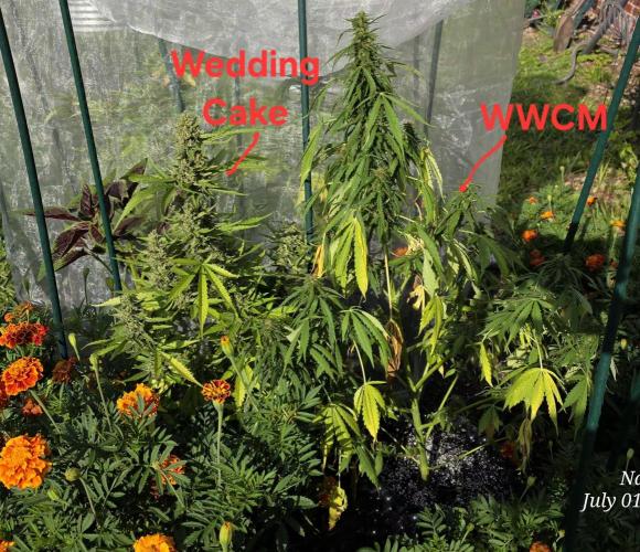 White Widow X Crystal Meth Outside 2026. Week 9