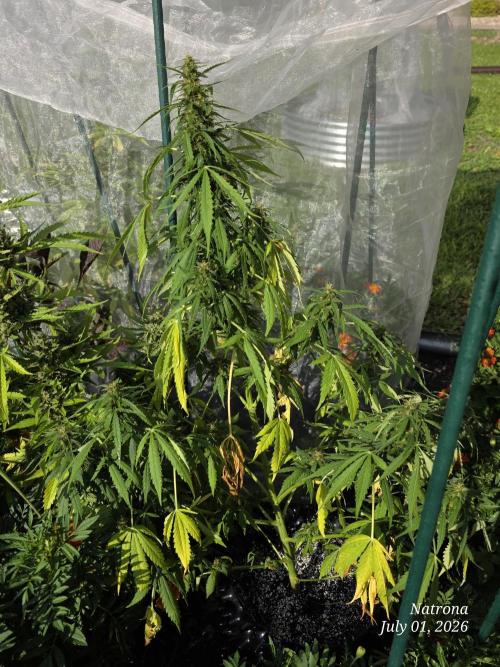 White Widow X Crystal Meth Outside 2026. Week 9
