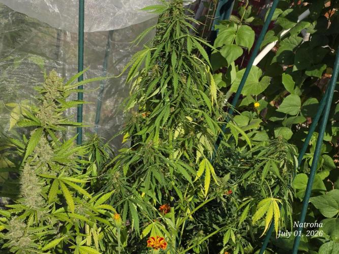 White Widow X Crystal Meth Outside 2026. Week 9