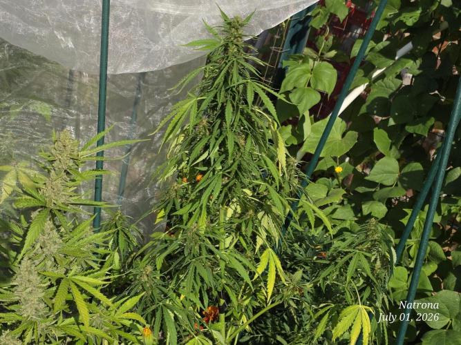 White Widow X Crystal Meth Outside 2026. Week 9
