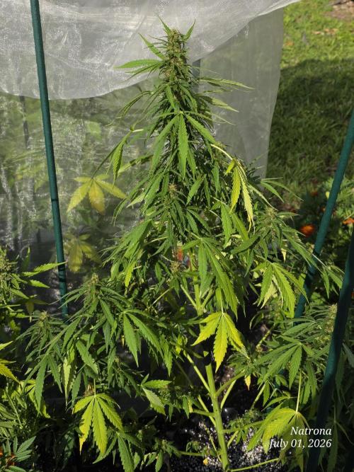 White Widow X Crystal Meth Outside 2026. Week 9