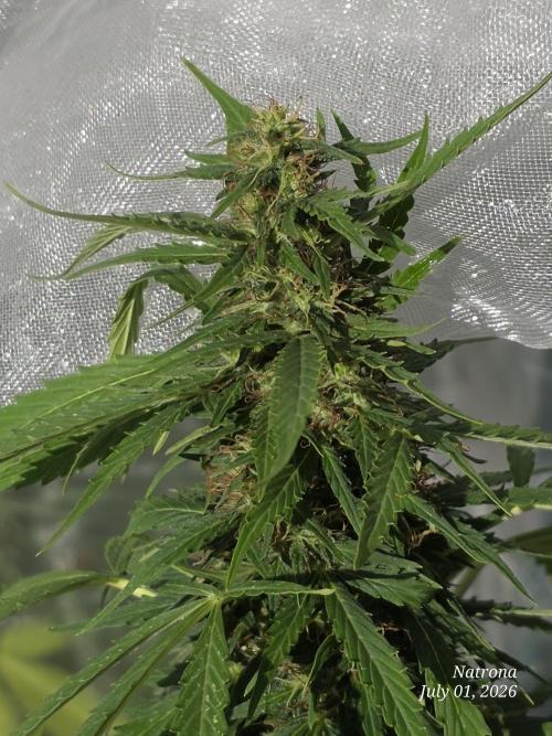 White Widow X Crystal Meth Outside 2026. Week 9