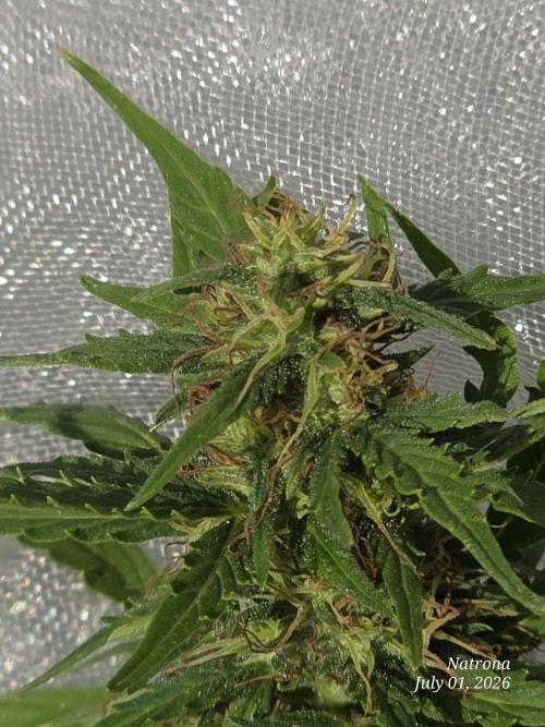 White Widow X Crystal Meth Outside 2026. Week 9