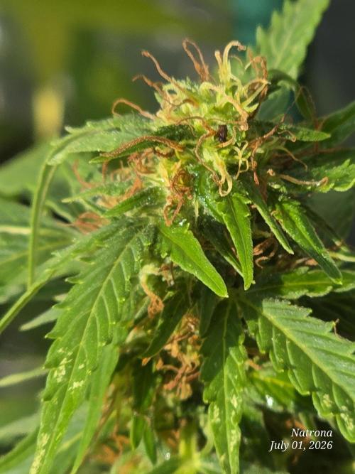 White Widow X Crystal Meth Outside 2026. Week 9