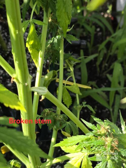 White Widow X Crystal Meth Outside 2026. Week 9
