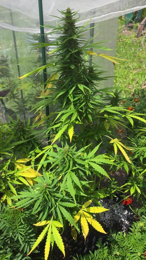 White Widow X Crystal Meth Outside 2026