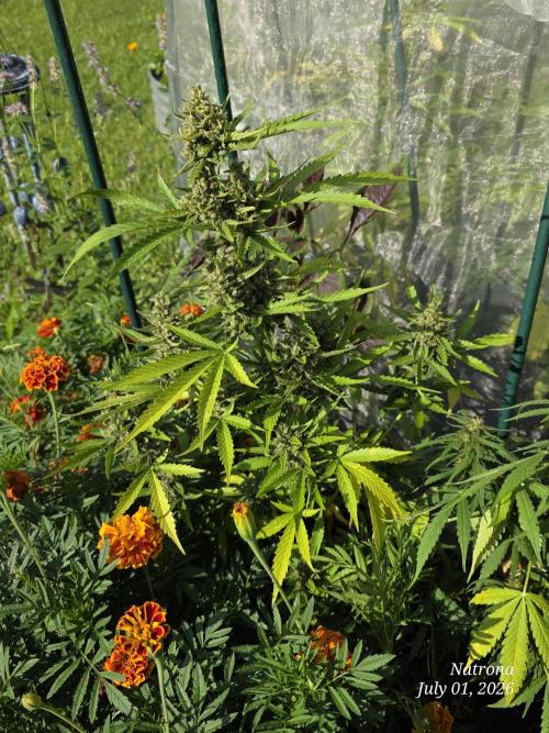 Wedding Cake auto  2026 Outside Grow. Week 6