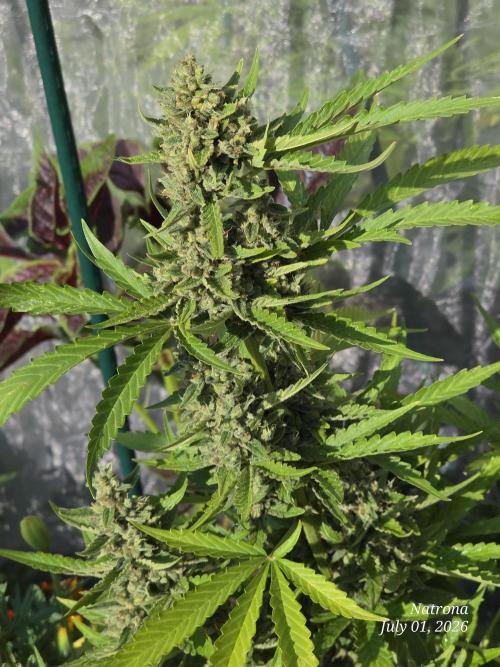 Wedding Cake auto  2026 Outside Grow. Week 6